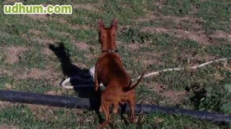 podenco arcabucero|podenco valenciano hunting.